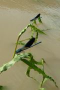 Calopteryx splendens